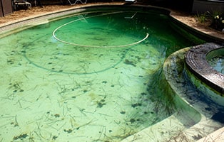 Грязный бассейн, кишащий черными водорослями