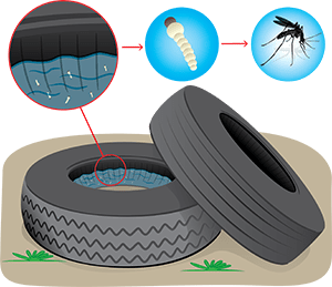 Старые покрышки со стоячей водой – идеальное место для размножения комаров.